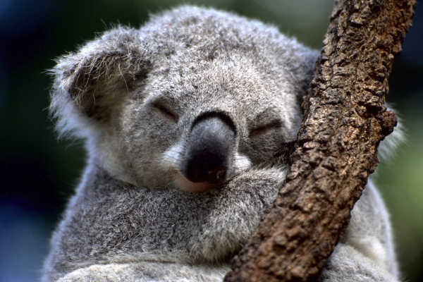 Koala is sleeping