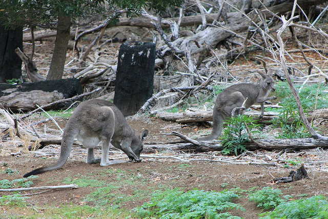 Kangaroos in the Tower Hill