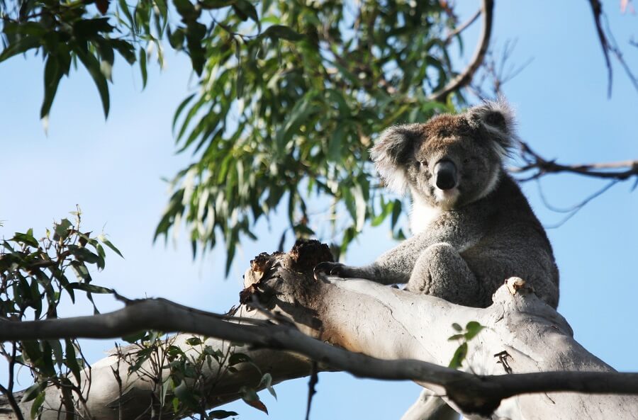 koalas of kennett river