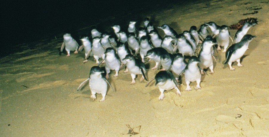 penguins on phillip Island