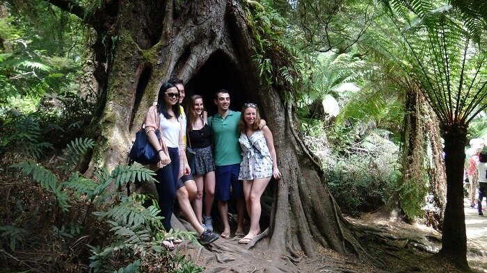 the otway rainforest