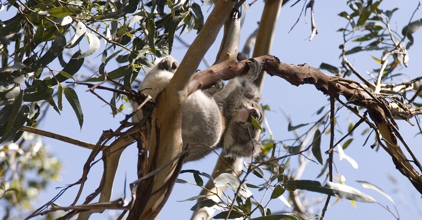 great-ocean-road-tour-koala