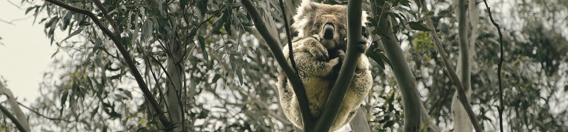 Are there koalas in the Otways?