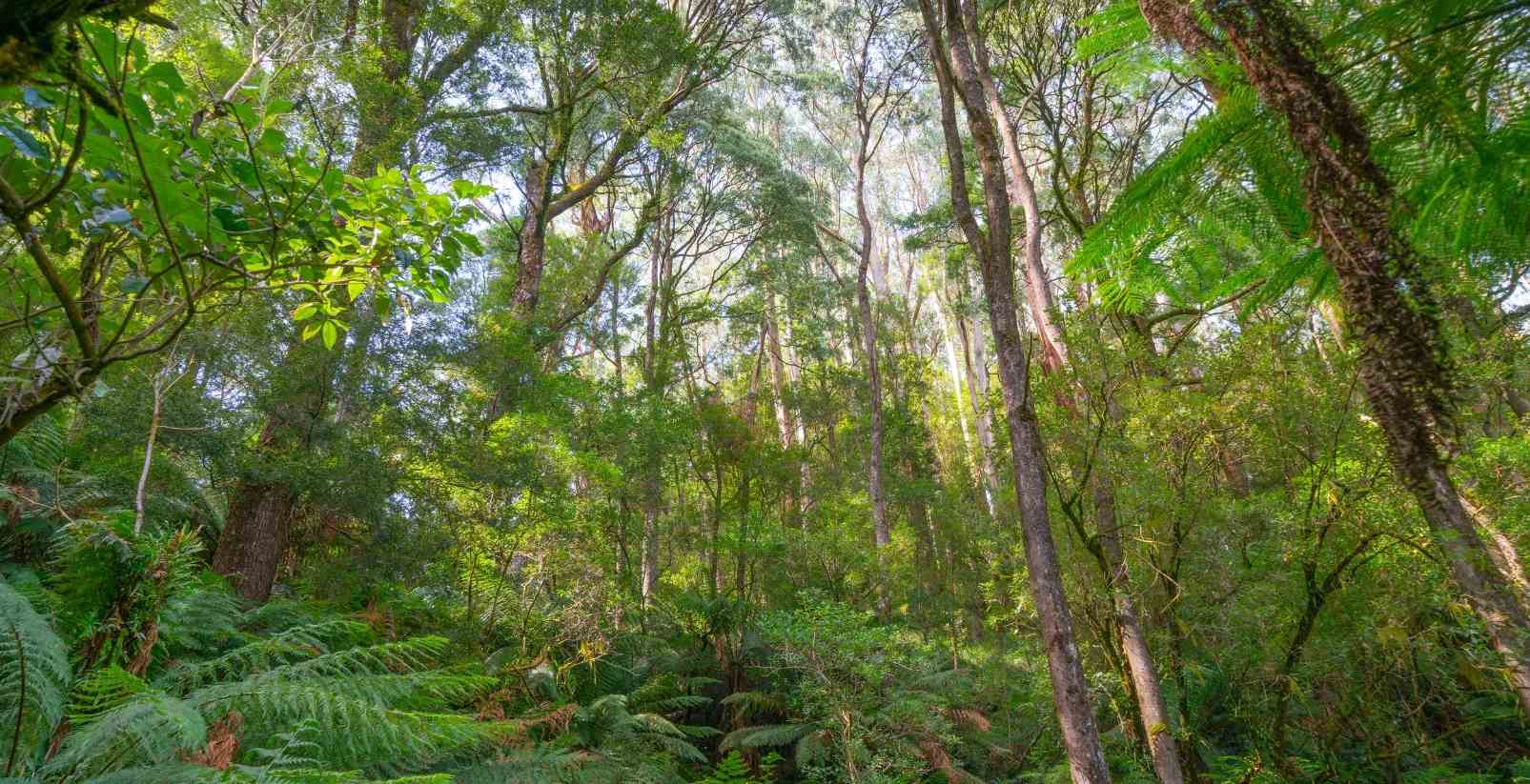 green trees in the otway rainforest