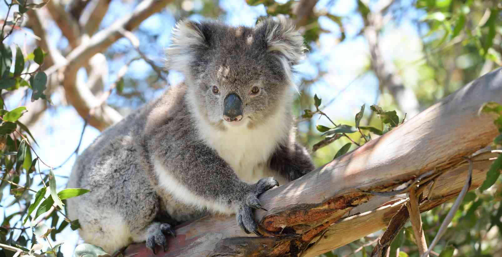 koala siting in tree branch