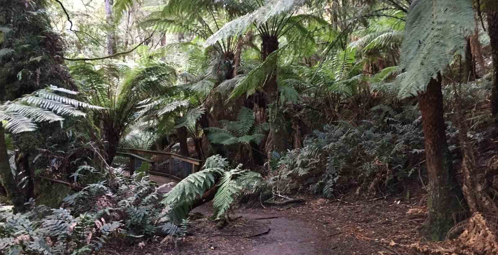 maits rest rainforest walk