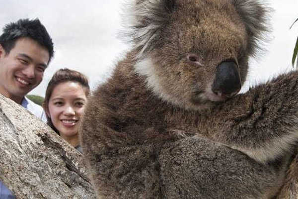2 Day Great Ocean Road & Phillip Island Tour
