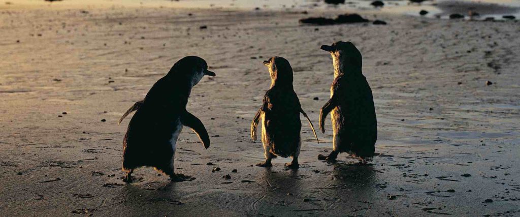 Phillip Island Tours