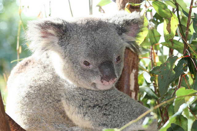 Koala of Kennett River
