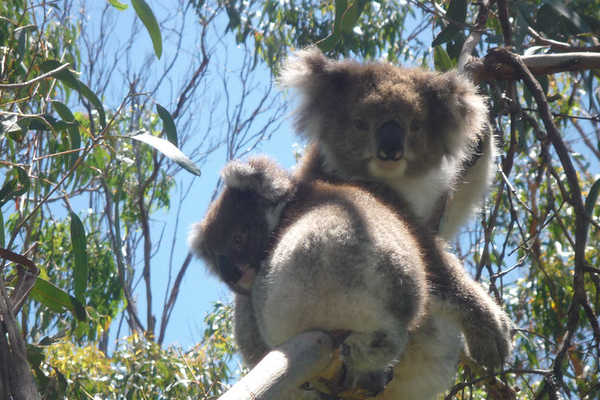 Koalas