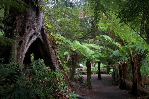 Maits Rest Rainforest Walk