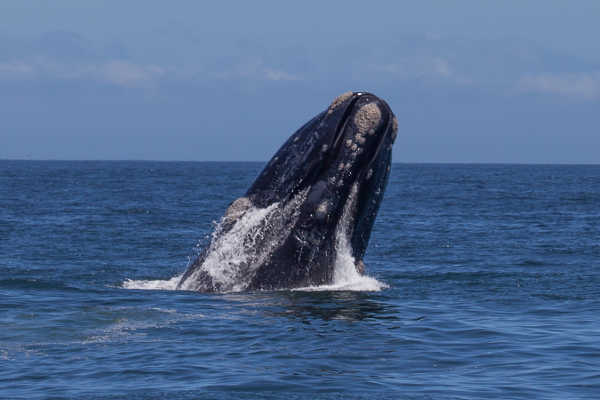 Southern Right Whale
