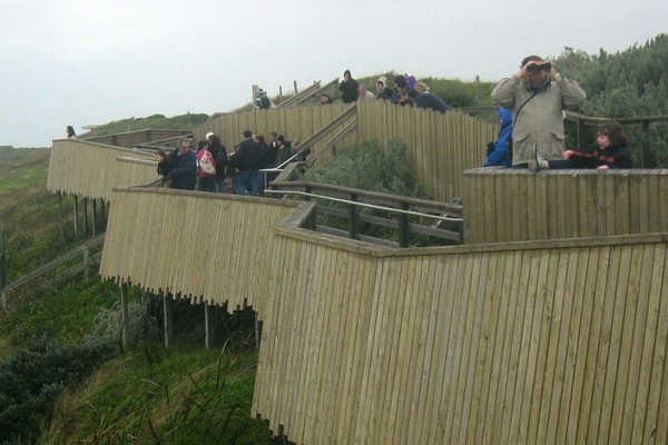 Whale Watching at Logan's Beach