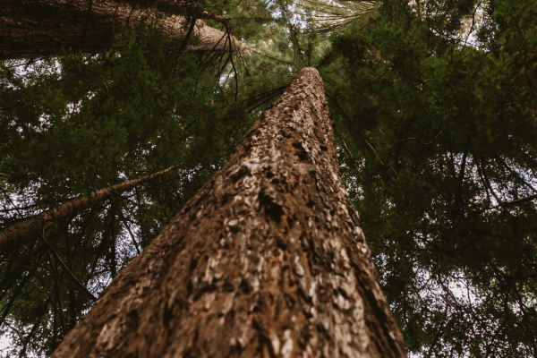Redwood tree from the bottom of the trunk