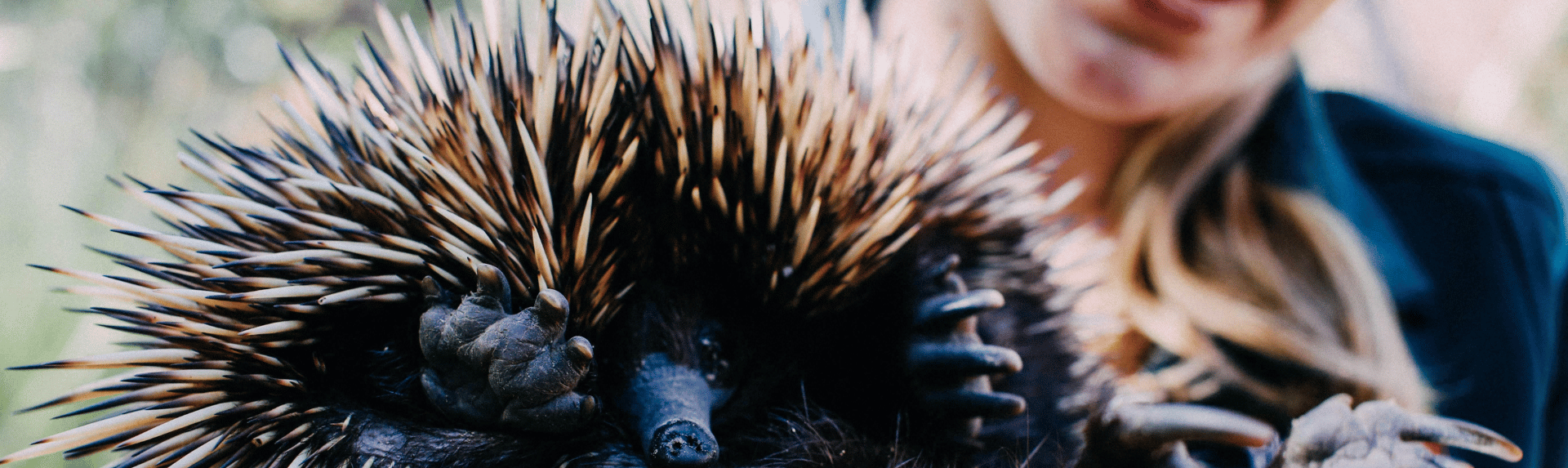 Echidna banner image