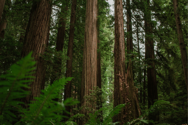 Redwood trees 